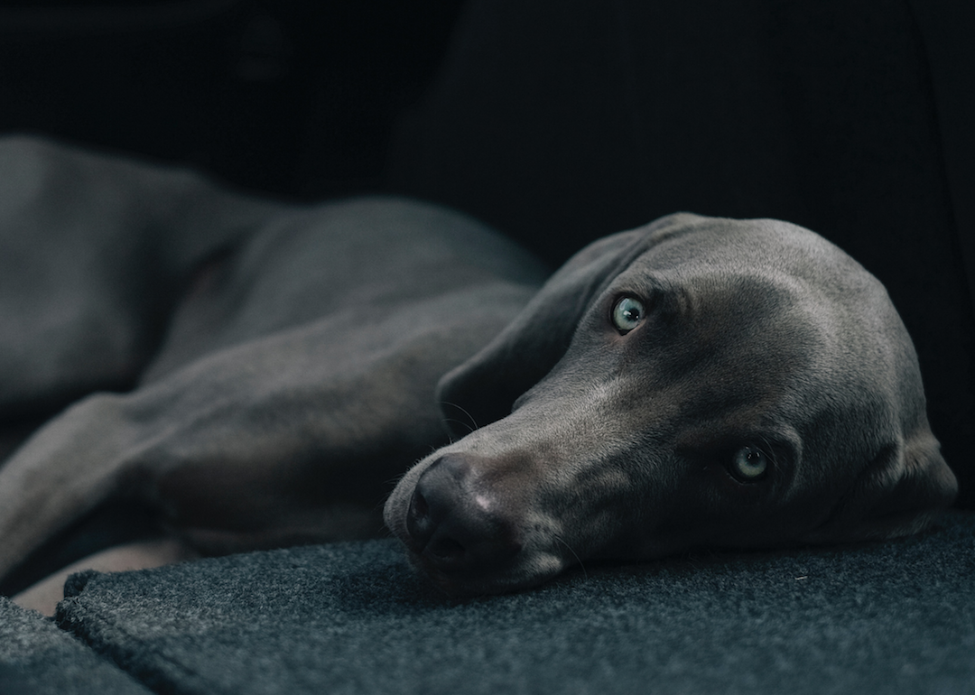 #26. Weimaraner